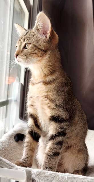 KITTEN BABY SQUIRREL - Tabby available for adoption