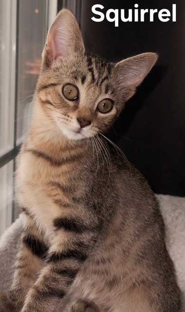 KITTEN BABY SQUIRREL - Tabby available for adoption