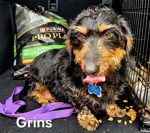GRINS - Dachshund available for adoption