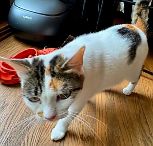 MAMA MAPLE - Domestic Short Hair available for adoption