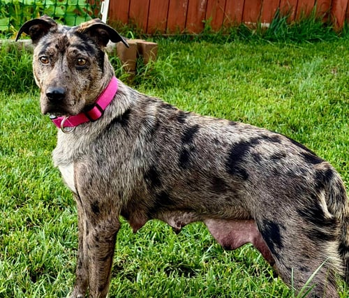 KATYA - Catahoula Leopard Dog available for adoption