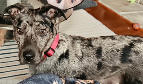 KATYA - Catahoula Leopard Dog available for adoption