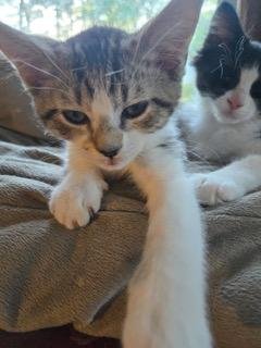 KITTEN PIXIE LOVE - Tabby available for adoption