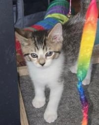 KITTEN PIXIE LOVE - Photo 2