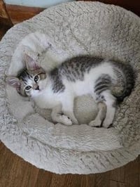 KITTEN PIXIE LOVE - Photo 3