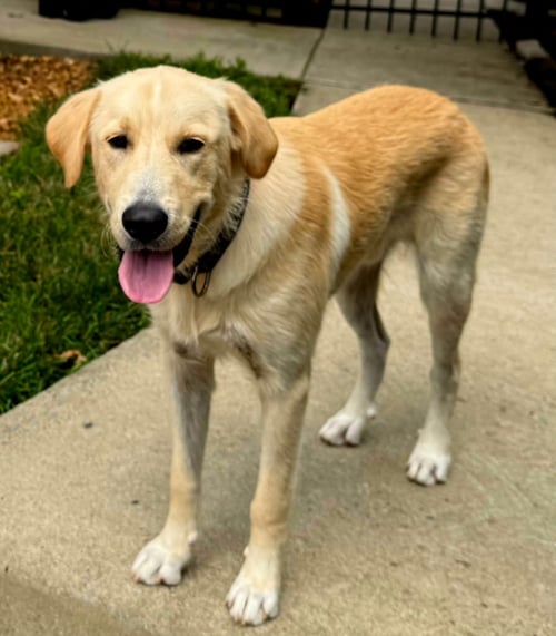 BRADLEY COOPER - Labrador Retriever available for adoption