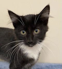 KITTEN FELIX - Domestic Short Hair available for adoption