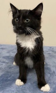 KITTEN FELIX - Domestic Short Hair available for adoption