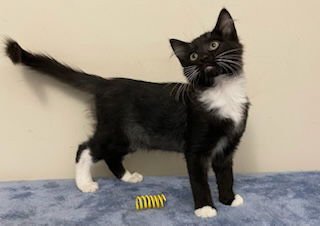 KITTEN FELIX - Photo 3