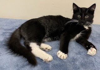 KITTEN FELIX - Photo 4