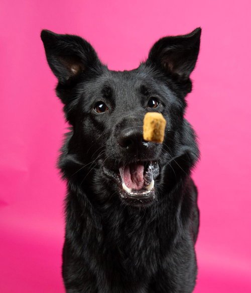SENSHI - German Shepherd Dog / Labrador Retriever available for adoption