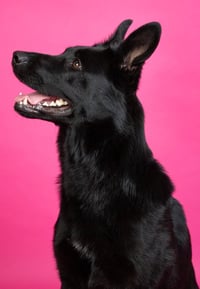 SENSHI - Photo 4