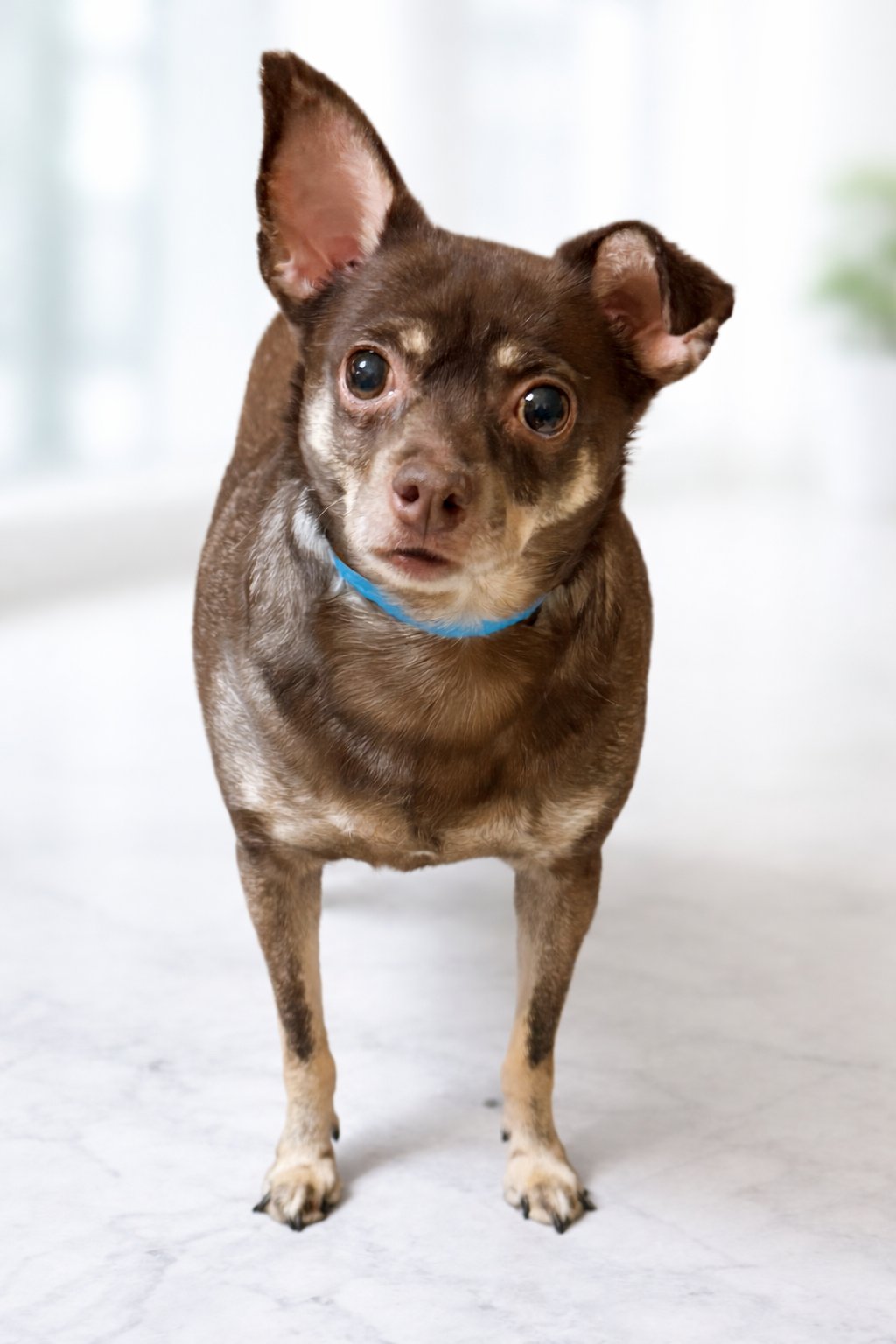 BRUNO MARS - Chihuahua available for adoption