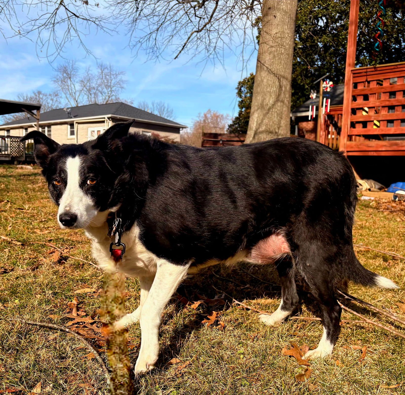 MRS. COLLEY RAY - Australian Shepherd / Border Collie available for adoption