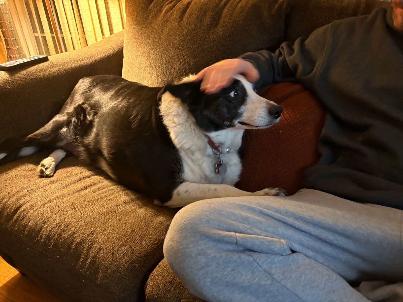 MRS. COLLEY RAY - Australian Shepherd / Border Collie available for adoption