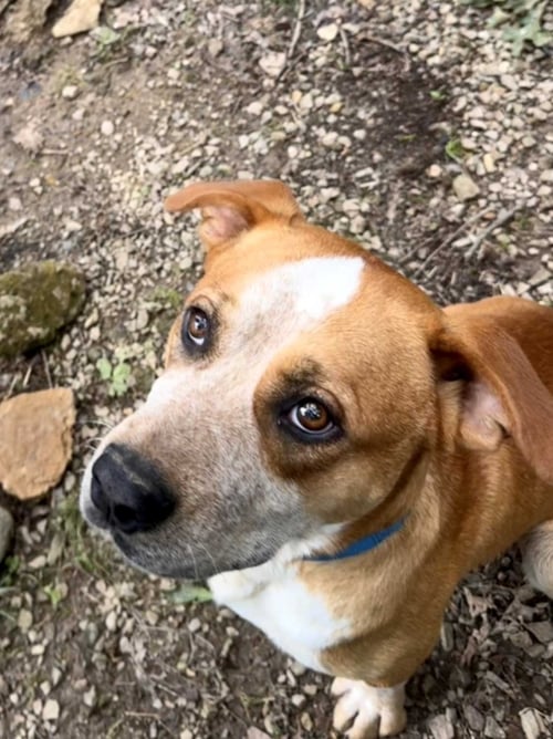 BOOTS - Hound available for adoption