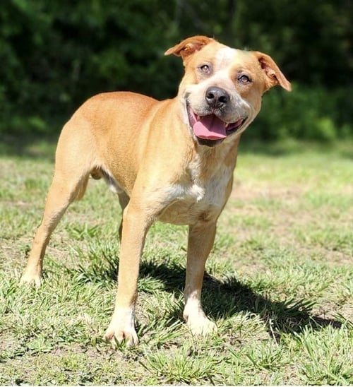 BOOTS - Hound available for adoption