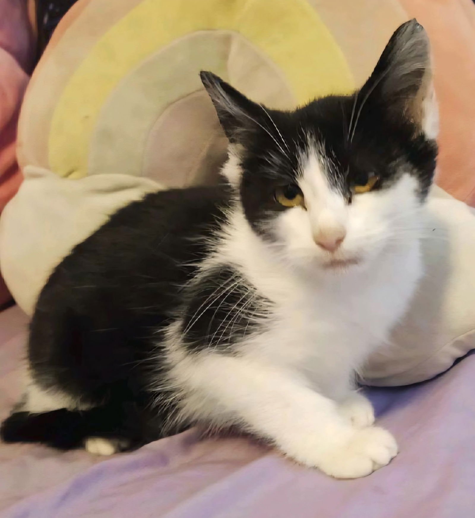 KITTEN PICKLES - Tuxedo available for adoption