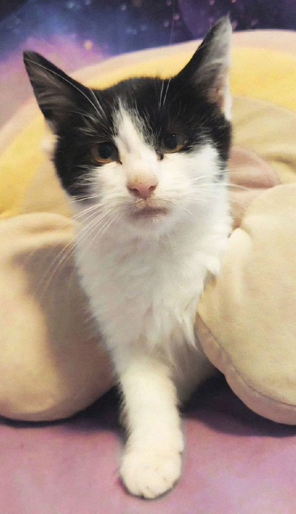 KITTEN PICKLES - Tuxedo available for adoption