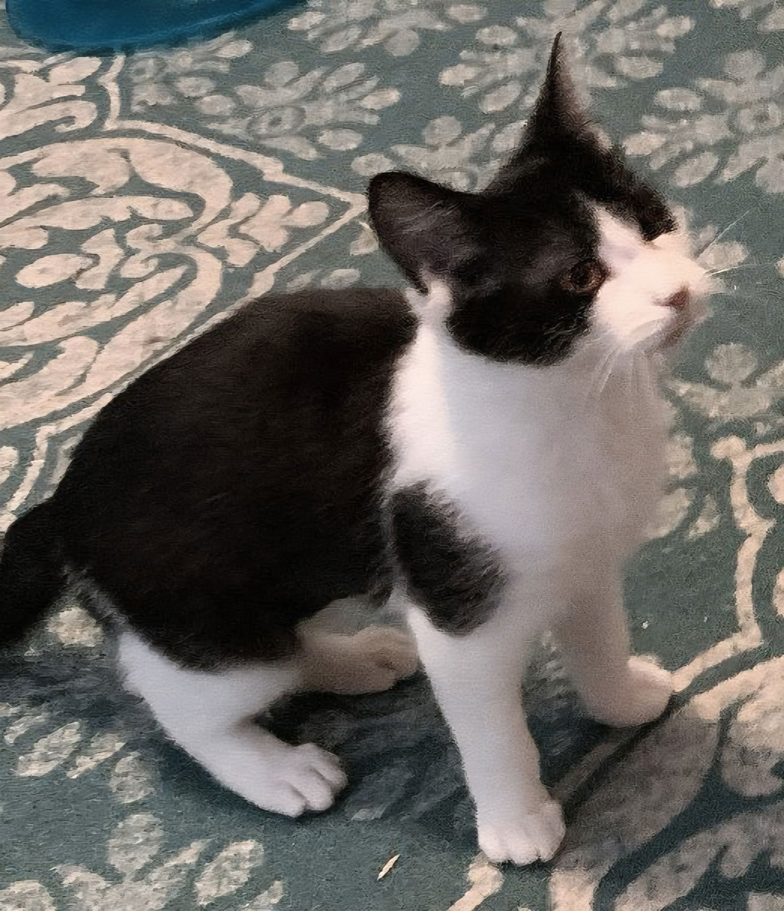 KITTEN PICKLES - Photo 3