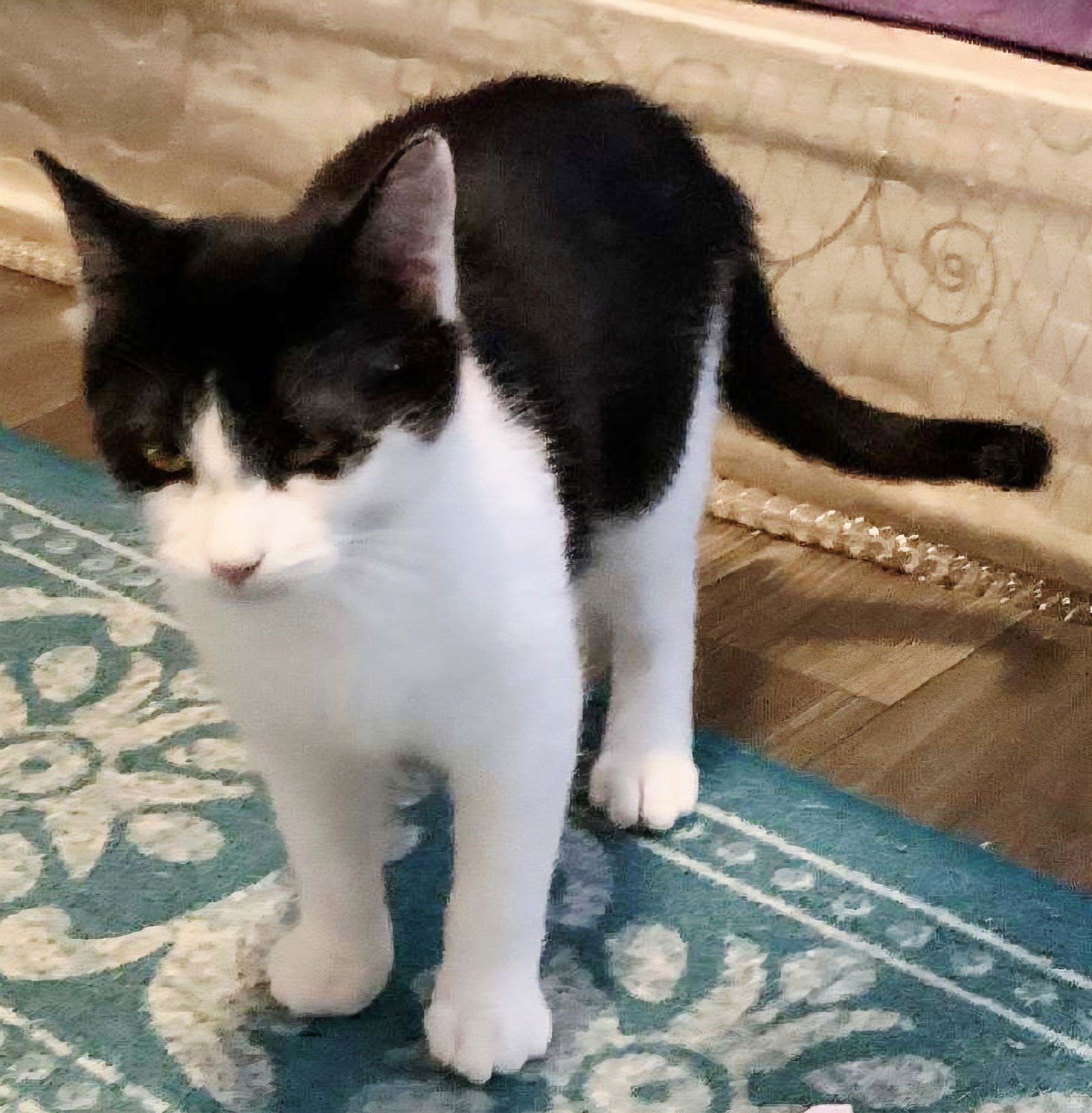 KITTEN PICKLES - Photo 4