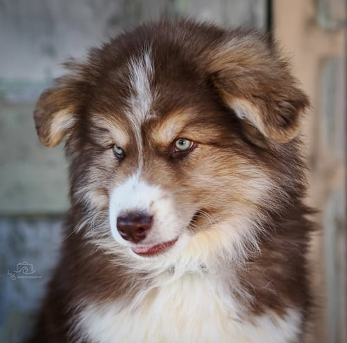 PUPPY ATLAS