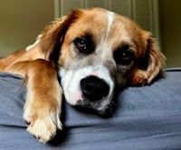 PUPPY MILO - Photo 3