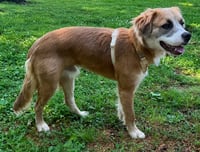 PUPPY MILO - Photo 4