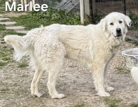 MARLEE - Photo 2