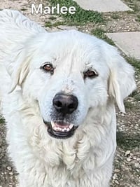 MARLEE - Photo 3
