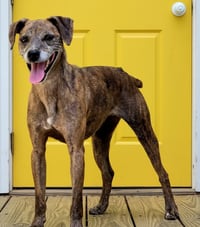 OLIVE - Photo 3