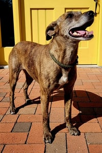 OLIVE - Photo 4