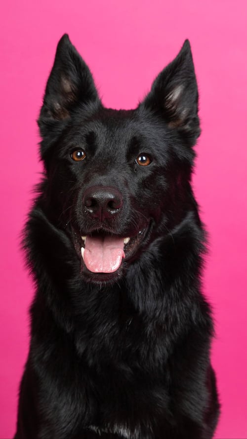 SENSHI - German Shepherd Dog / Labrador Retriever available for adoption