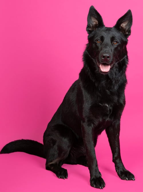 SENSHI - German Shepherd Dog / Labrador Retriever available for adoption