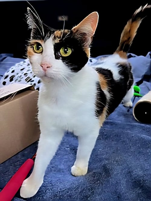 FRECKLES - Calico available for adoption