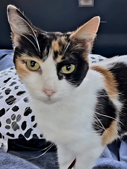 FRECKLES - Calico available for adoption