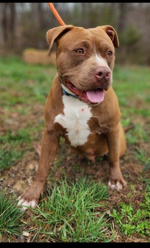 LOLA - American Staffordshire Terrier available for adoption