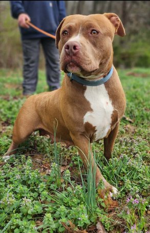 LOLA - American Staffordshire Terrier available for adoption