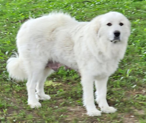 LADY ANNE - Great Pyrenees available for adoption