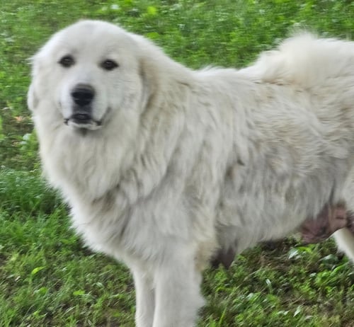 LADY ANNE - Great Pyrenees available for adoption