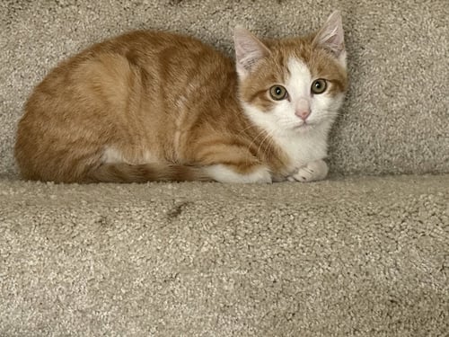 KITTEN RUSTY - Domestic Short Hair available for adoption