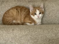 KITTEN RUSTY - Photo 2