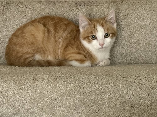 KITTEN RUSTY - Domestic Short Hair available for adoption