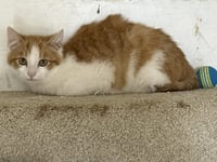 KITTEN RUSTY - Photo 3