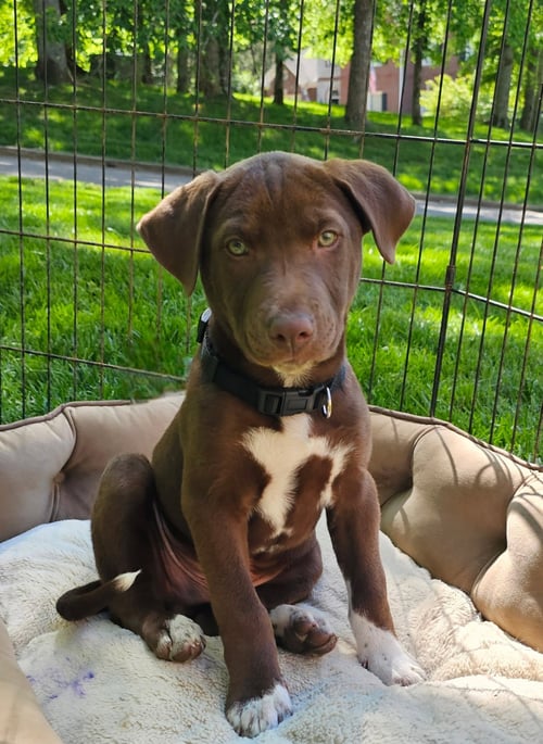 PUPPY ROCKY BALBOA