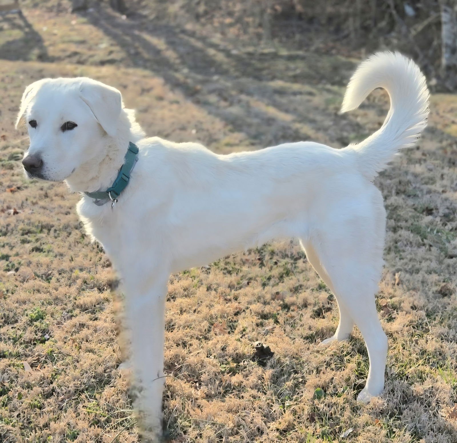 PUPPY MAGGIE - Great Pyrenees / Labrador Retriever available for adoption
