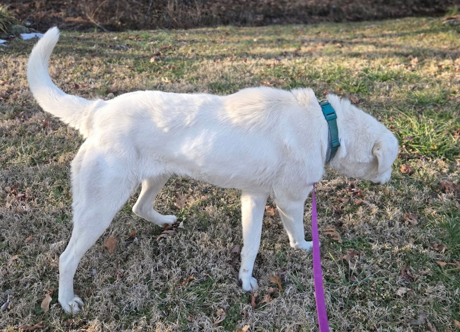 PUPPY MAGGIE - Photo 3