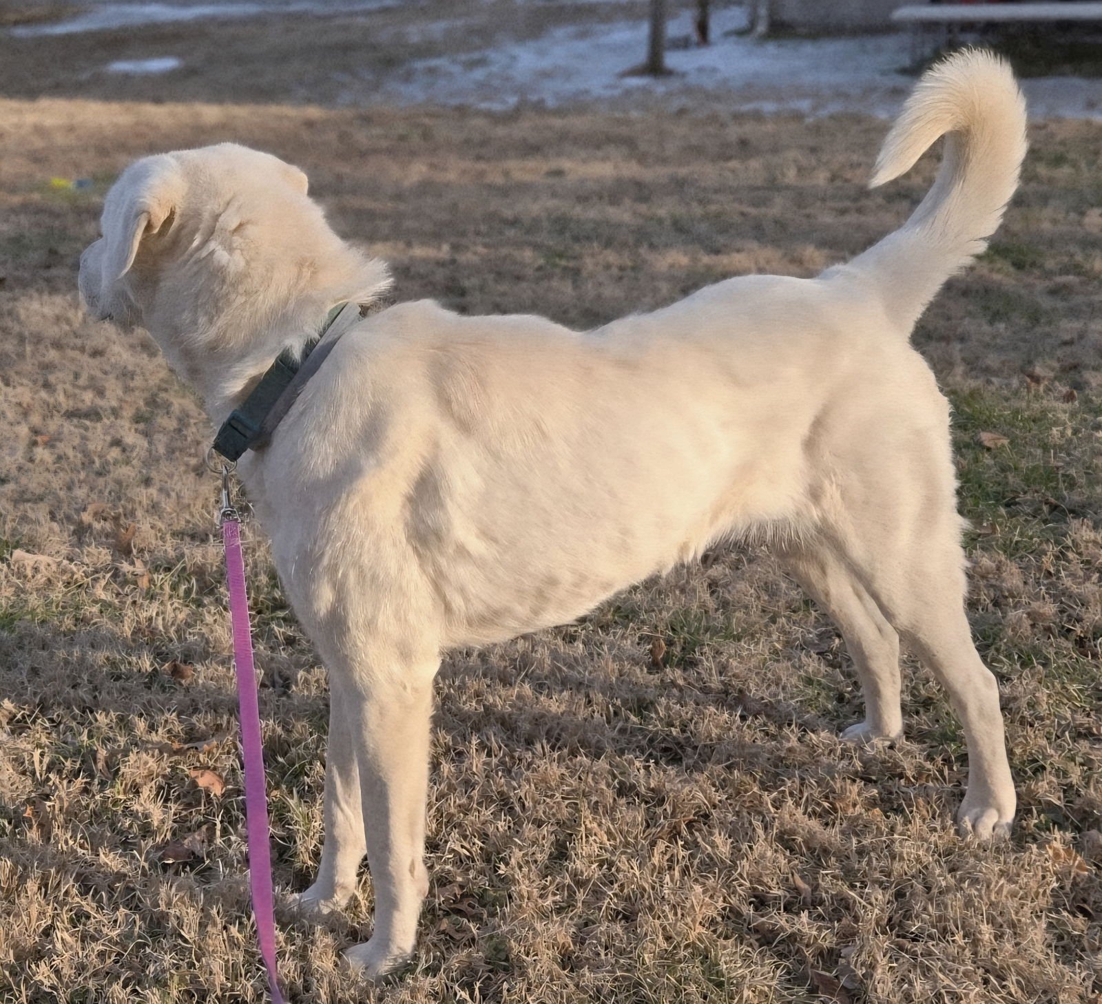 PUPPY MAGGIE - Photo 4