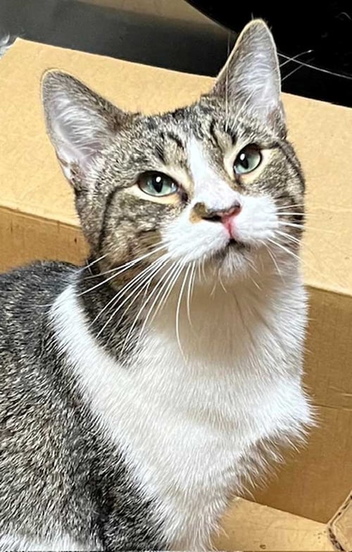 BAYLOR - Tabby available for adoption