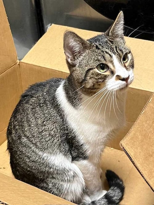 BAYLOR - Tabby available for adoption
